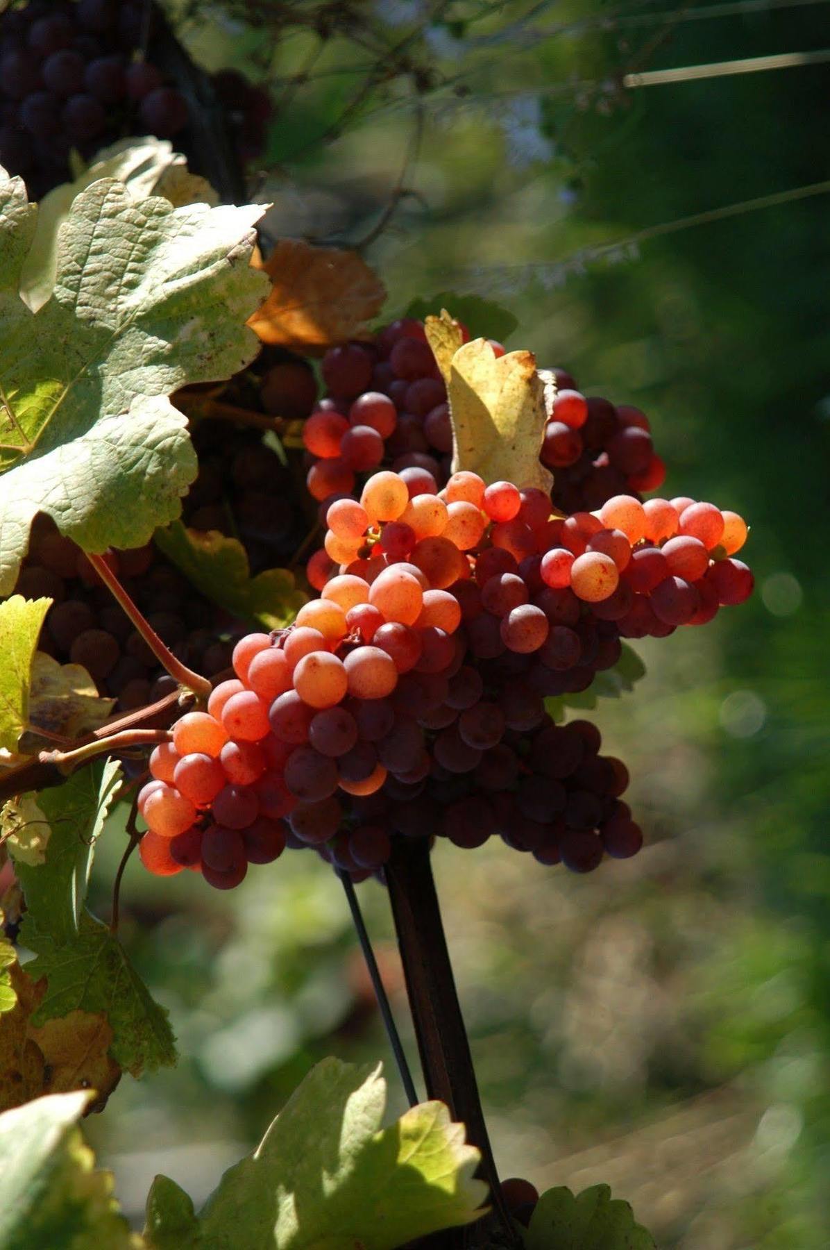 Weingut Primus Suedsteiermark Spielfeld Zewnętrze zdjęcie