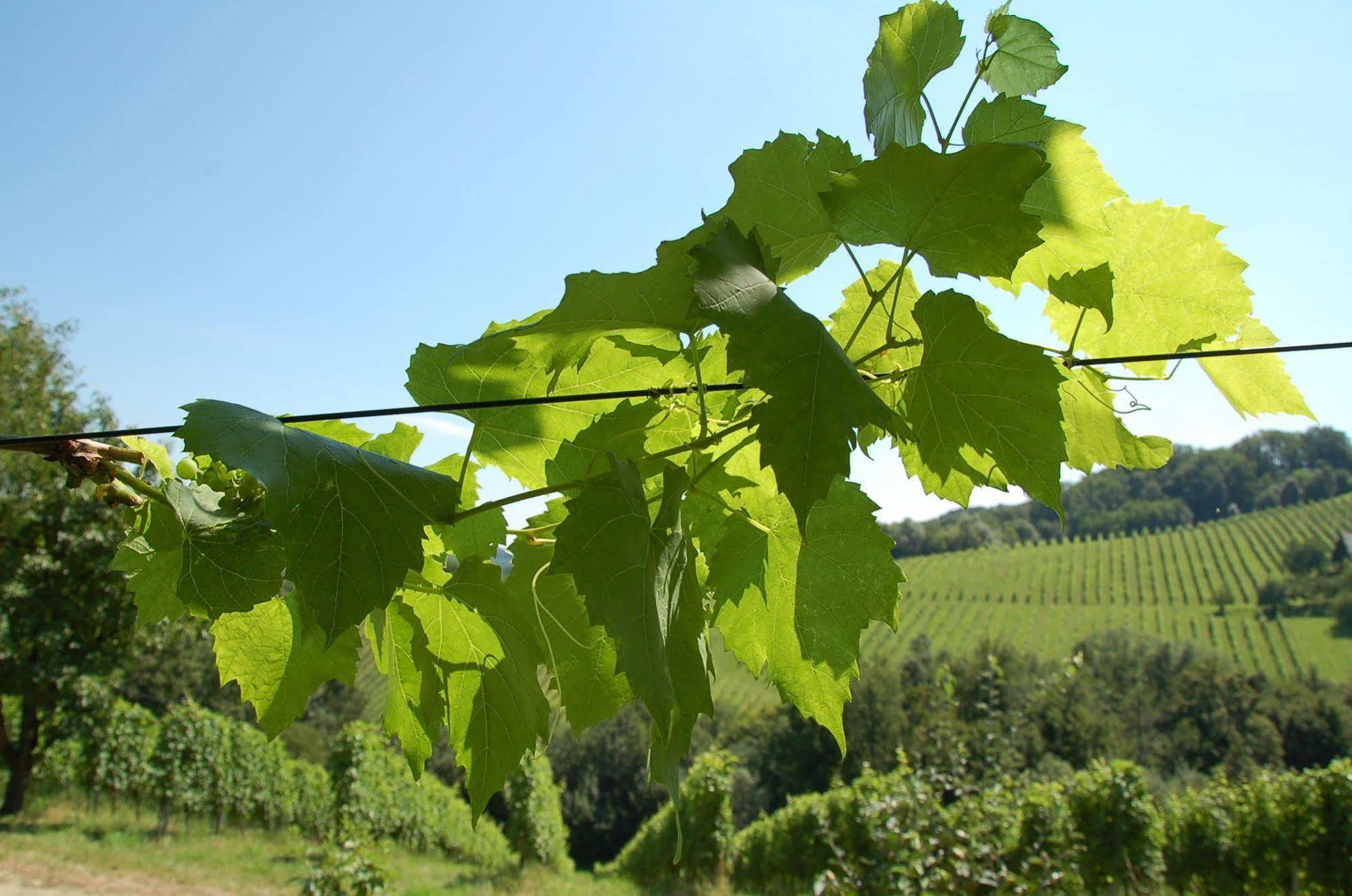 Weingut Primus Suedsteiermark Spielfeld Zewnętrze zdjęcie